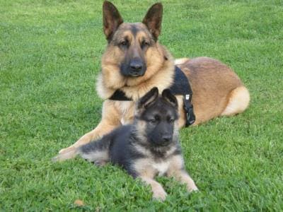 Image result for german shepherd dogs