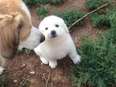 Great Pyrenees Puppy Growth Chart