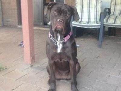Isabella Ragazza Female Puppy Names Petmd