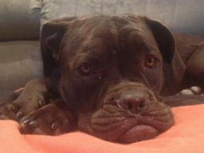 Cane Corso Puppies Dog Breed Information On The Guardian