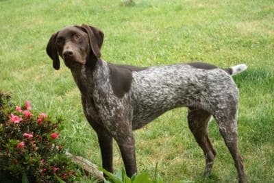 german shorthaired pointer breed info