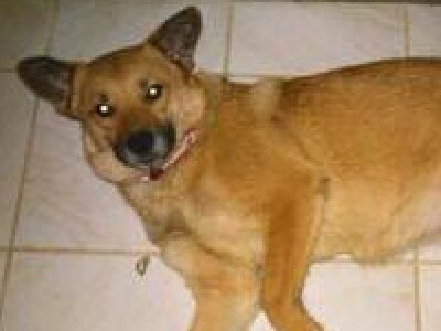 Pet Insurance Queensland