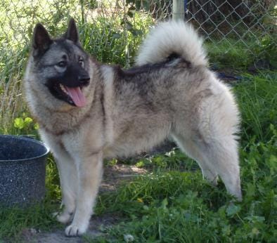 Norwegian Elkhound Growth Chart