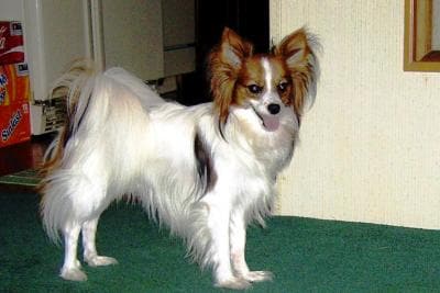 Papillon Dog Size Chart