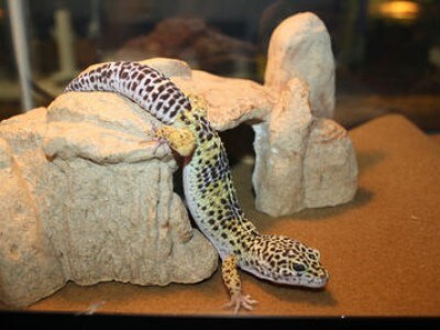 Leopard Gecko Age Chart