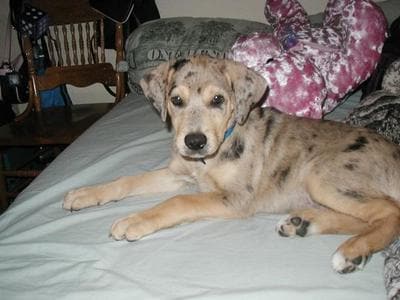 Catahoula Color Chart