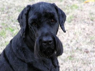 black russian terrier images