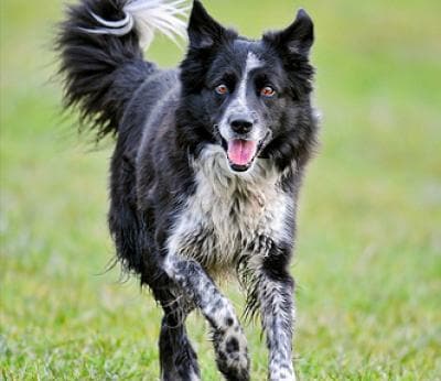 Petmd Mobile Breeds