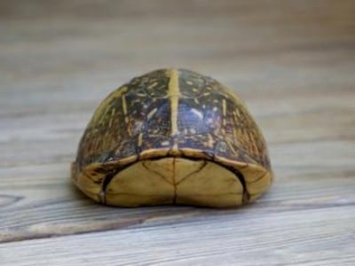 Box Turtle Size Chart