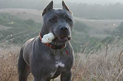 Cane Corso Dogs Cane Corso Dog Breed Info Pictures Petmd