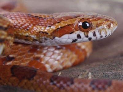 Corn Snake Feeding Chart By Length