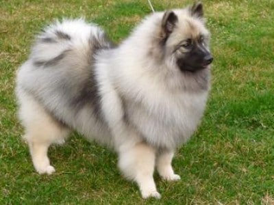 Keeshond Growth Chart