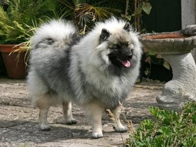 Keeshond Dogs| Keeshond Dog Breed Info & Pictures | PetMD