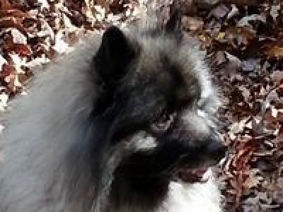 darkenwald keeshond