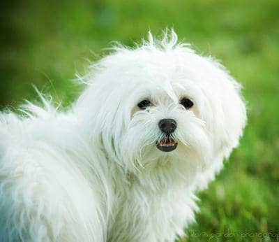 dog breeds like maltese