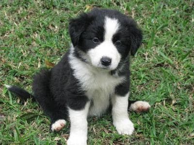 Petmd Mobile Breeds