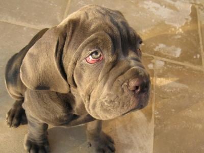 Neapolitan Mastiff Size Chart