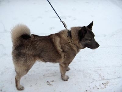 Norwegian Elkhound Growth Chart