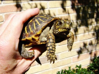 Box Turtle Size Chart