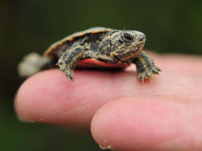 Painted Turtle Size Age Chart