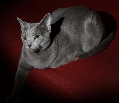 blue russian cat