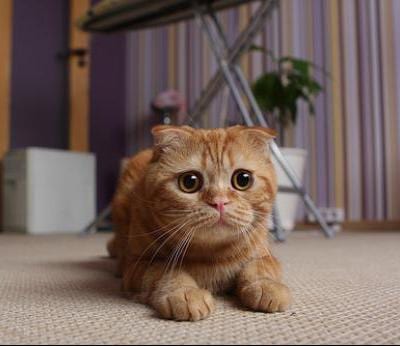 ãScottish Foldãã®ç»åæ¤ç´¢çµæ