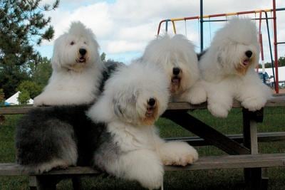 old english sheepdog lifespan