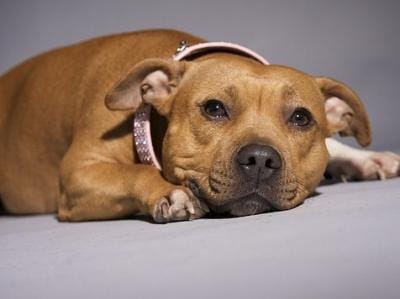 tan staffy puppy