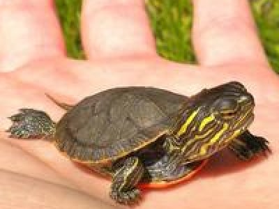 Painted Turtle Size Age Chart