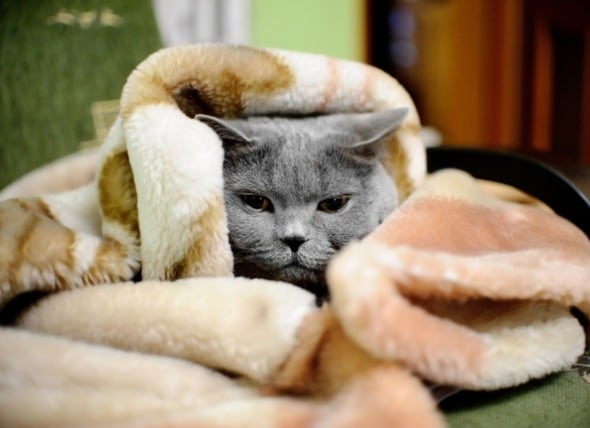 what can you do for a cat with a cold