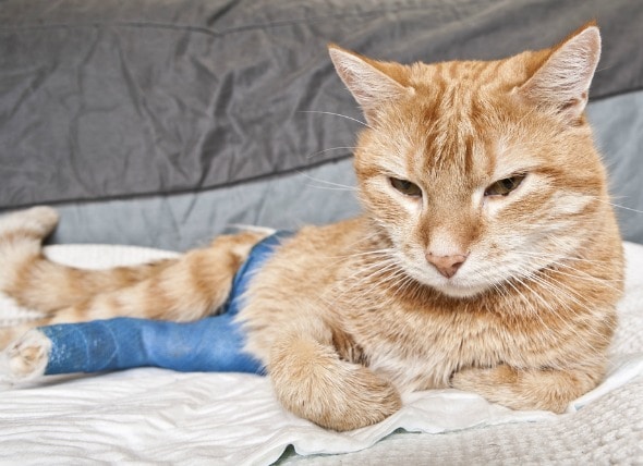 Cat Bones - Broken Bones in | PetMD