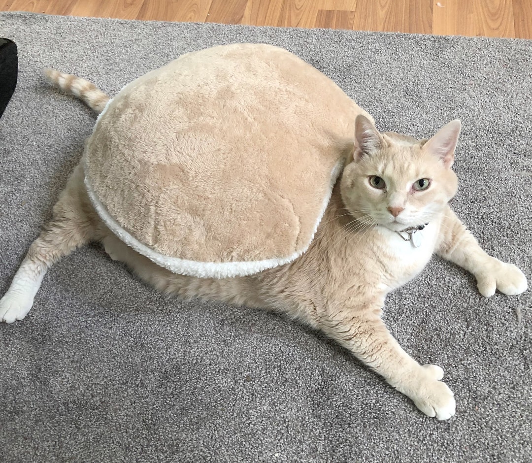 Bronson the 33-Pound Tabby Cat Is on a Strict Diet to Shed ...