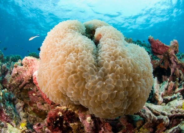 Bubble coral