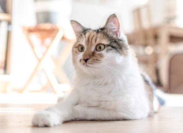What You Need To Know About Rabies Vaccines For Cats Petmd