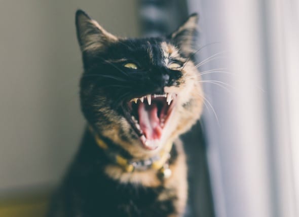Misalignment Of Teeth In Cats Malocclusion In Cats Petmd