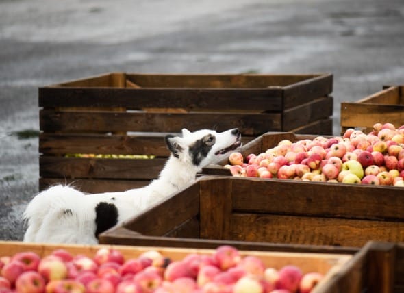 dehydrated apples for dogs