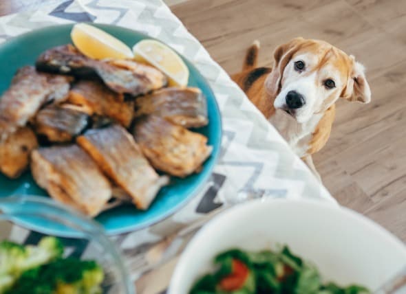 feeding tuna to dogs