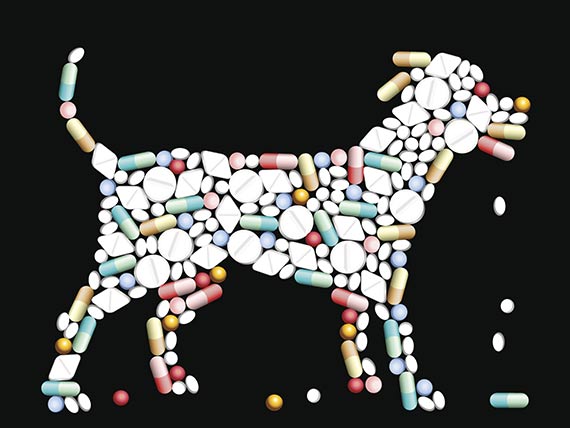 thyroid meds for dogs