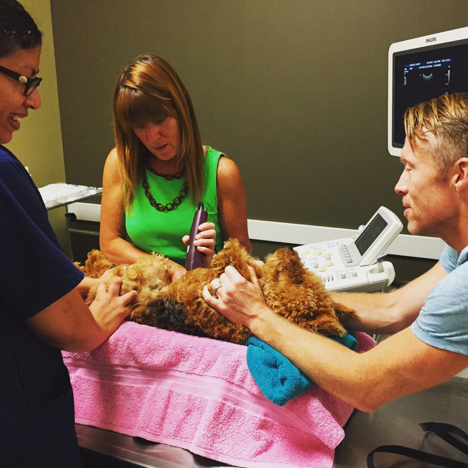 ultrasound tumor, cancer in dog, cancer treatment for dog