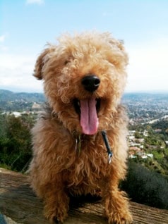 pink tongue, acupressure for pets, acupuncture for pets, heart health for dogs, tongue health