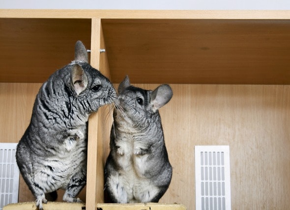 chinchilla care