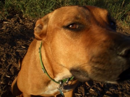 dog leaking urine while sleeping