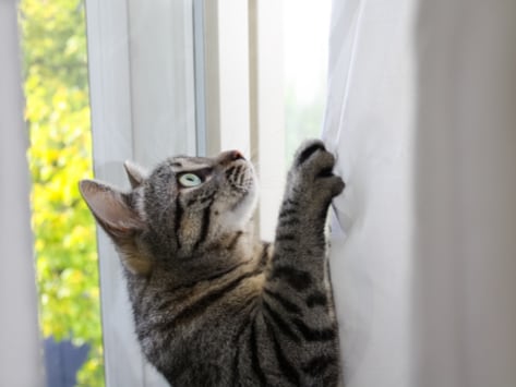 Image result for pictures of kitten hanging off a curtain