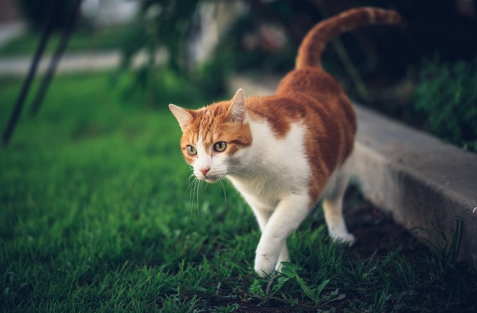 Alergias em Gatos - sintomas, causas tipos e tratamento 4