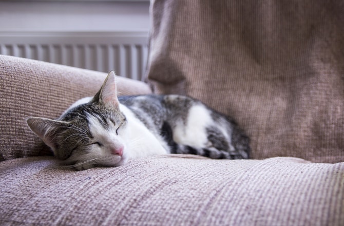 Alergias em Gatos - sintomas, causas tipos e tratamento 5