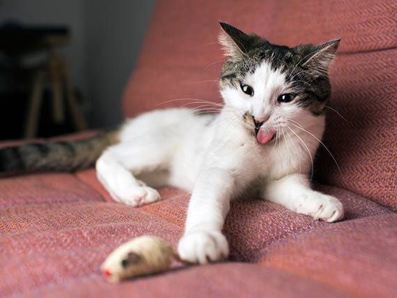 Feeding Cats a Nature Based Diet | Wild Cat Food | PetMD