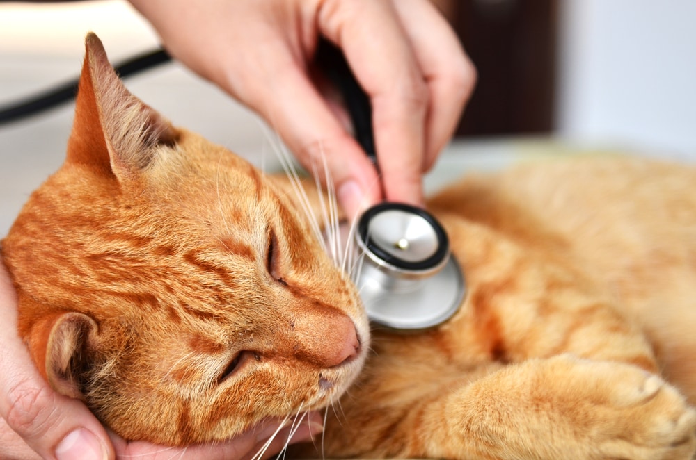 High Blood Sugar in Cats petMD