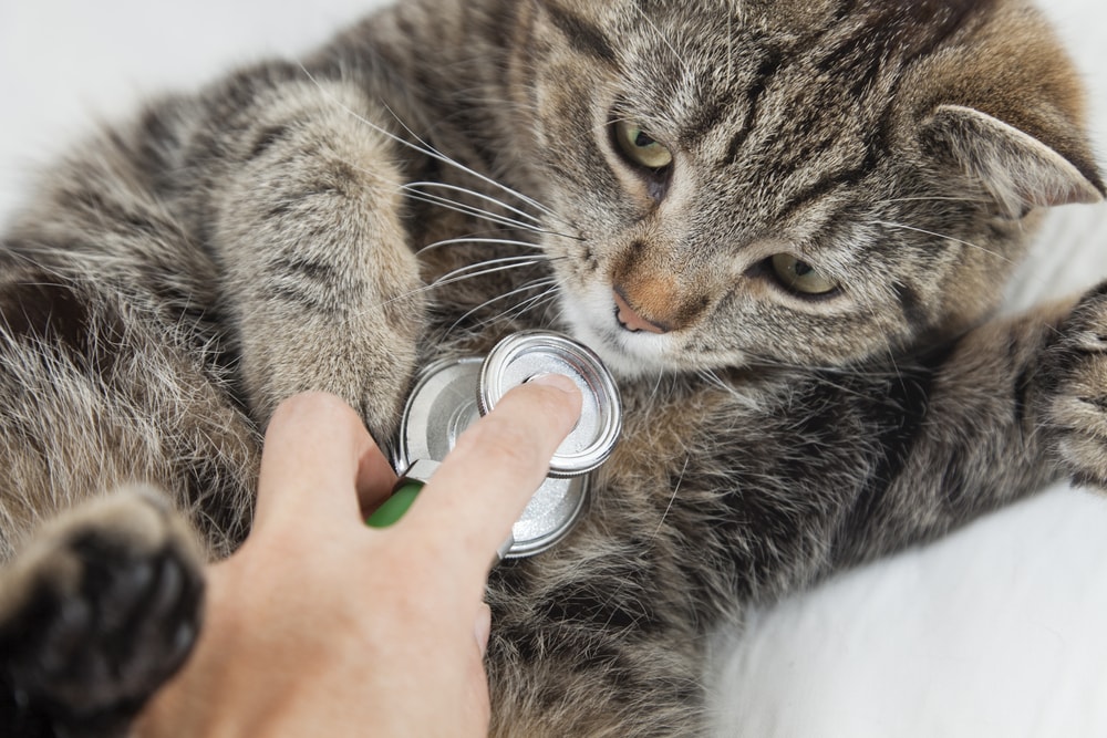 Staph Infection in Cats PetMD