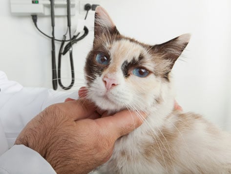 cat being examined health artic