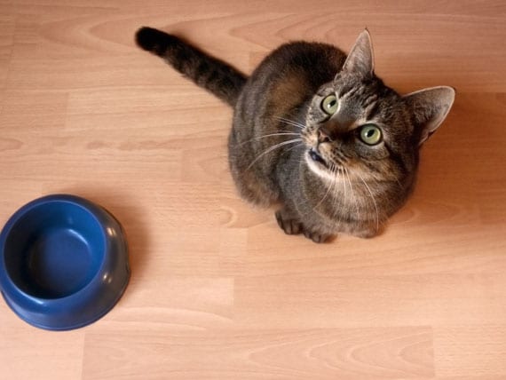 5 Reasons Your Cat  is Extremely Hungry  petMD PetMD